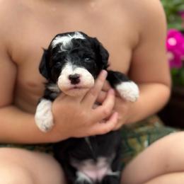 Ariel - Black and white female Sheepadoodle puppy in Wharton, Texas from Little Fur Friends