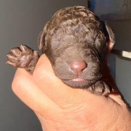 Gray Collar - Chocolate male Goldendoodle puppy in Ringgold, Georgia from Sweet B’s Goldendoodles