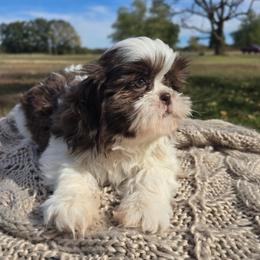 Echo - Liver and white male Shih Tzu puppy in Mountain Grove, Missouri from Precious Puppies