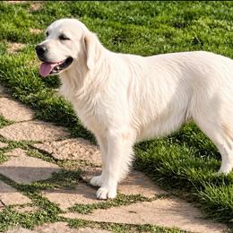 Sunny - Golden Retriever