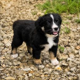 Orion - Black tri male Miniature Australian Shepherd puppy in Macomb, Missouri from Faunus Farms and Aussies