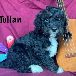 Tullan - Tri-color male Bernedoodle puppy in Spring Valley, Wisconsin from Filipiak Breeders