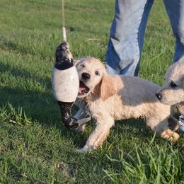Golden Retriever Puppies from Golden Retriever Street