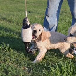Golden Retriever Puppies from Golden Retriever Street