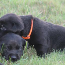 Girl 2nd pick - Black female Labrador Retriever puppy in Four Oaks, North Carolina from TLC Retrievers