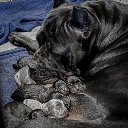 Cane Corso Puppies from Summit Cane Corso