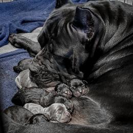 Cane Corso Puppies from Summit Cane Corso