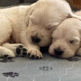 Golden Retriever Puppies from Journeyman Goldens