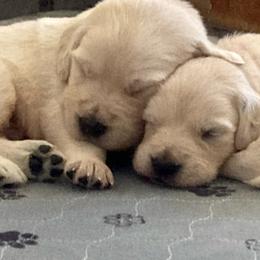 Golden Retriever Puppies from Journeyman Goldens