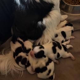 Giovanni - Black and white male Japanese Chin puppy in Sandstone, Minnesota from Peaceful Garden Cavaliers