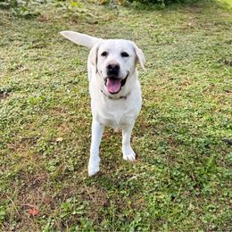 Labrador Retriever puppies from Cornerstone Kennels