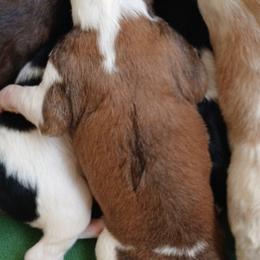 Trouble - Red sable female Borzoi puppy in Larimer County, Colorado from Cherry Hill Borzois