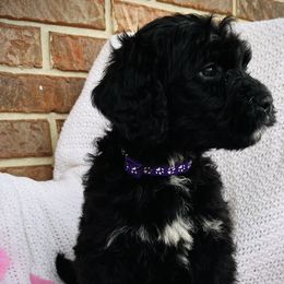 Girl 6 - Black and white Bernedoodle puppy in Jamestown, Tennessee from Yellow Cliff Doodles
