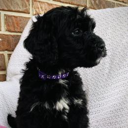 Girl 6 - Black and white Bernedoodle puppy in Jamestown, Tennessee from Yellow Cliff Doodles