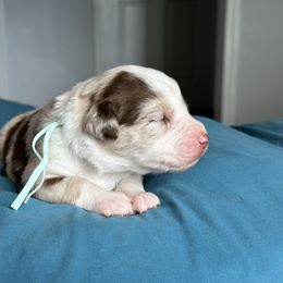 Australian Shepherd Puppies from Cold Creek Aussies