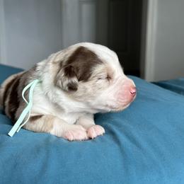 Australian Shepherd Puppies from Cold Creek Aussies