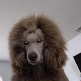 Poodle All Grown Up from Purley Poodles