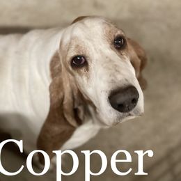 Copper - Basset Hound