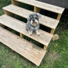 Dolly - Miniature Schnauzer