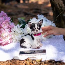 Olive 9,600 charting 2,5 lb - Black and white female Chihuahua puppy in Jacksonville, Florida from Petits Chihuahuas