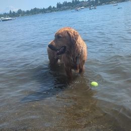 Marley - Golden Retriever