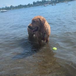 Marley - Golden Retriever