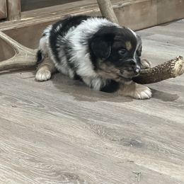 Australian Shepherd Puppies from Ace-High Australian Shepherds