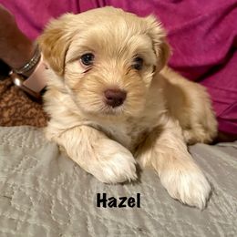 Hazel - Gold female Havanese puppy in Mustang, Oklahoma from Rose Hill Havanese