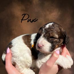 Pax - Brown male Whoodle puppy in Knoxville, Tennessee from Fleury Farm Doodles TN