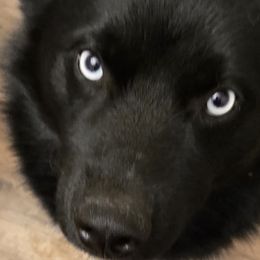 Pomskies from Atencio Pomsky