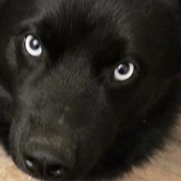 Pomskies from Atencio Pomsky