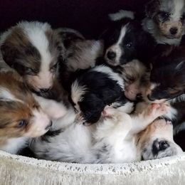 Aussiedoodle puppies from My Classy Doodles