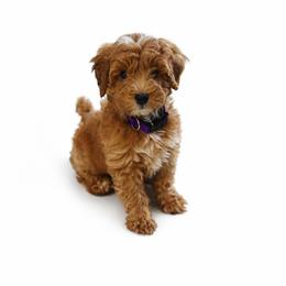 Mila - Goldendoodle