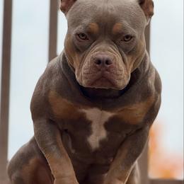 Honey - Lilac tri-color female American Bully puppy in Santaquin, Utah from Byrnes Royal Bullyz