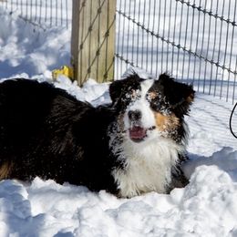 Buttons - Miniature Australian Shepherd
