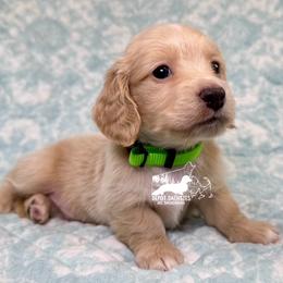 Buddy AKC - Cream male Dachshund puppy in South Easton, Massachusetts from Depot Dachsies