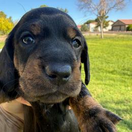 Boy 2 - Black and tan male Dachshund puppy in Buckeye, Arizona from Ryder's Roundup