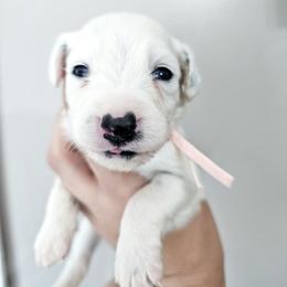 Peach - White and black female Dalmatian puppy in Gray, Georgia from Fuller Spots