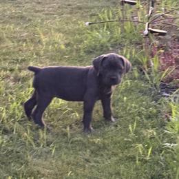 Cane Corso Puppies from A&B kennel