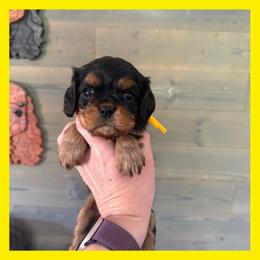 Frida - Black and tan female Cavalier King Charles Spaniel puppy in De Pere, Wisconsin from Rose Garden Kennels