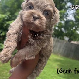 Matcha - Blue female Shih Tzu puppy in Olive Branch, Mississippi from Lavender Blue Exotic Crew