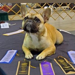 Toast - French Bulldog