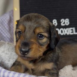 Letty - Sable female Dachshund puppy in Dickinson, Texas from Beth’s Doxieland