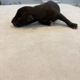 Cranberry - Black male Whippet puppy in Fort Myers, Florida from Rainbow Whippets