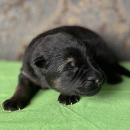Lime collar boy - Black and tan male German Shepherd puppy in Coleta, Illinois from Four Leaf Farm- Vom Vierblättriges Bauernhof