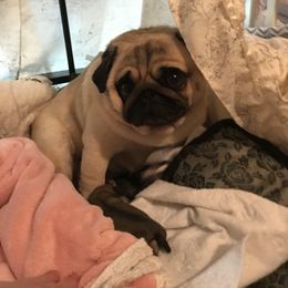 Pug Puppies from Pickwick Pugs