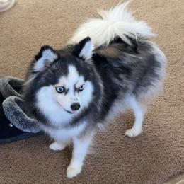 Ocotillo - Pomsky