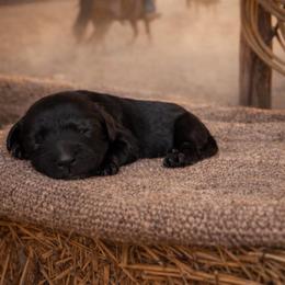 Sierra - Black and chalk female Australian Labradoodle puppy in Millville, California from Hope Lane Kennels