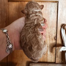 Cider - Red male Bernedoodle puppy in Shingle Springs, California from Kindred Oak Goldendoodles