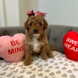 Cavapoo Puppies from My QT Doodles